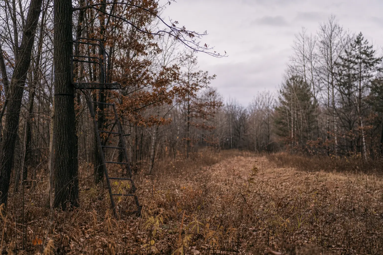 Metal ladder stands beside tall trees in a wooded field with brown grass and scattered leaves under cloudy skies