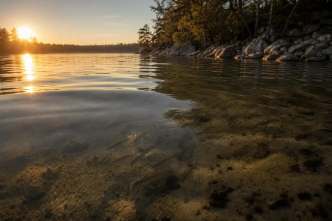 Editorial image for What I Had Refused to Understand in Four Years of Fishing Walleye the Way the Books Said, Then a Cousin Pulled One Out of Three Feet of Water.