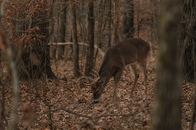 A deer with antlers browses on a leaf-covered path in a wooded area, seen between tree trunks and branches