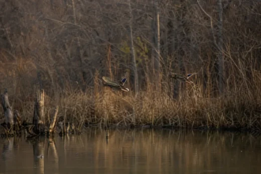 I Shot Four Ducks and Told Myself It Was Two. The Cripples I Wouldn’t Count Taught Me What Conservation Actually Is.