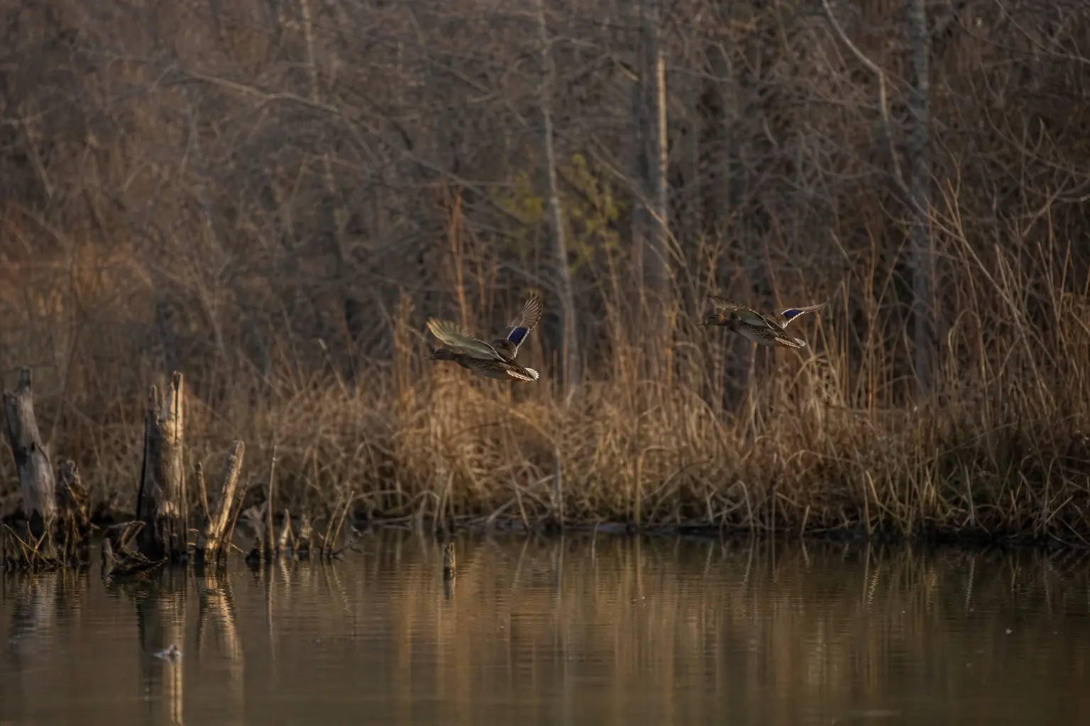I Shot Four Ducks and Told Myself It Was Two. The Cripples I Wouldn’t Count Taught Me What Conservation Actually Is.