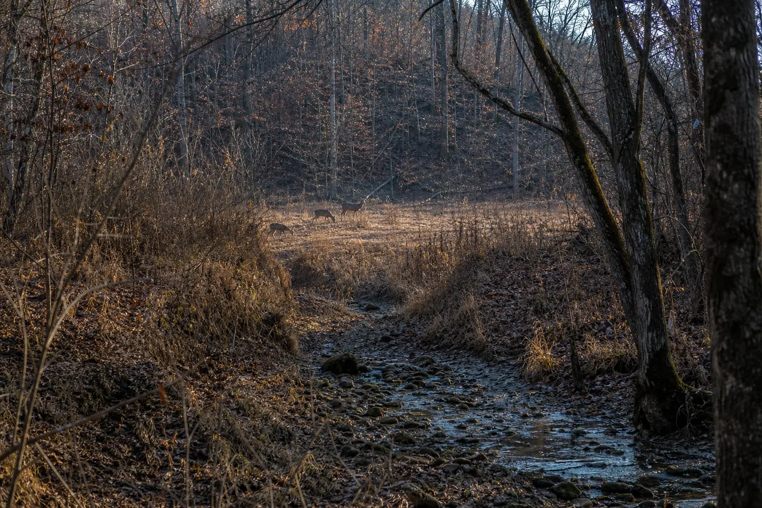 A forest path with scattered leaves and a small stream, where several deer stand in the distance