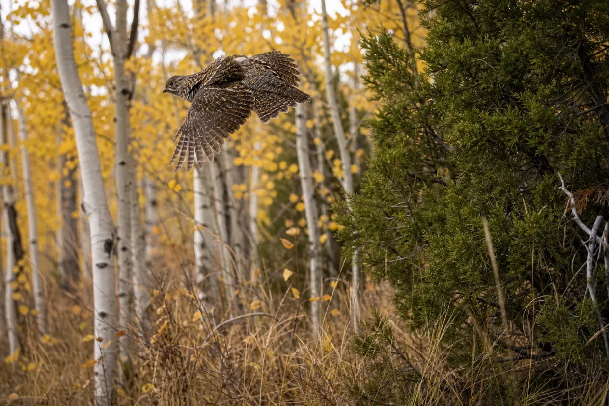 A bird with wings spread flies above a forest of birch trees and green shrubs, with autumn leaves
