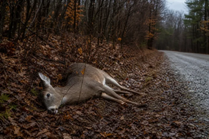 Editorial image for Nothing Is Free Out There in The Deer He Shot and Never Ate, and the Old Man Who Said the One Thing That Rewired Him