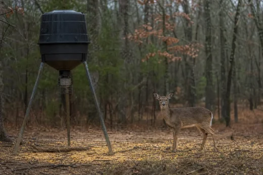 A dark feeder with a metal frame stands in a forest clearing, with a deer standing nearby on the ground