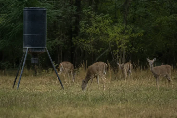 Editorial image for The Dinner Bell I Didn't Believe In in The Deer Started Coming to Corn. The Buck Never Did.