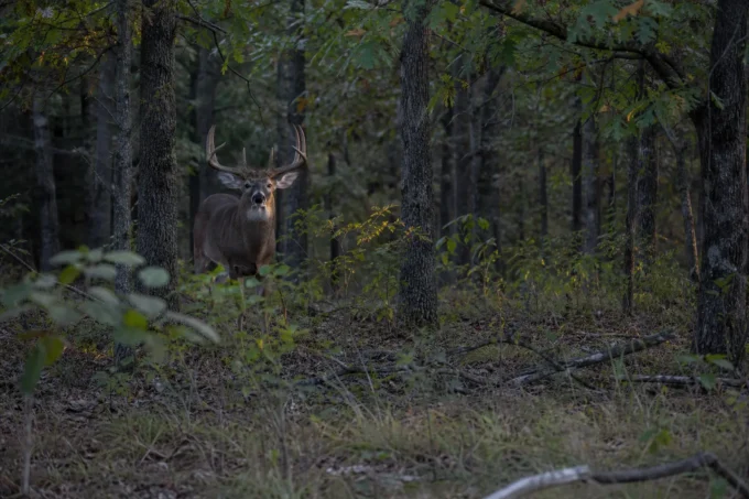 Editorial image for The Buck That Wouldn't Take the Bait in The Deer Started Coming to Corn. The Buck Never Did.