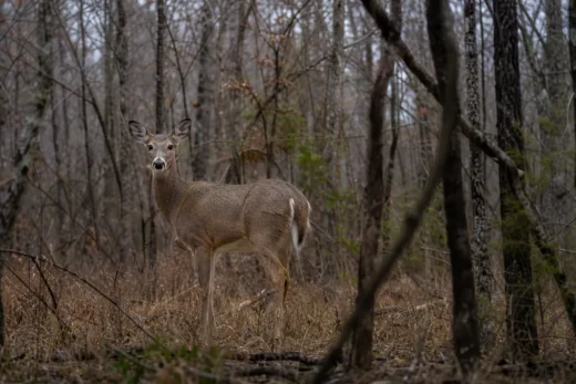 A deer stands in a wooded area among leafless trees and brown undergrowth, facing the camera