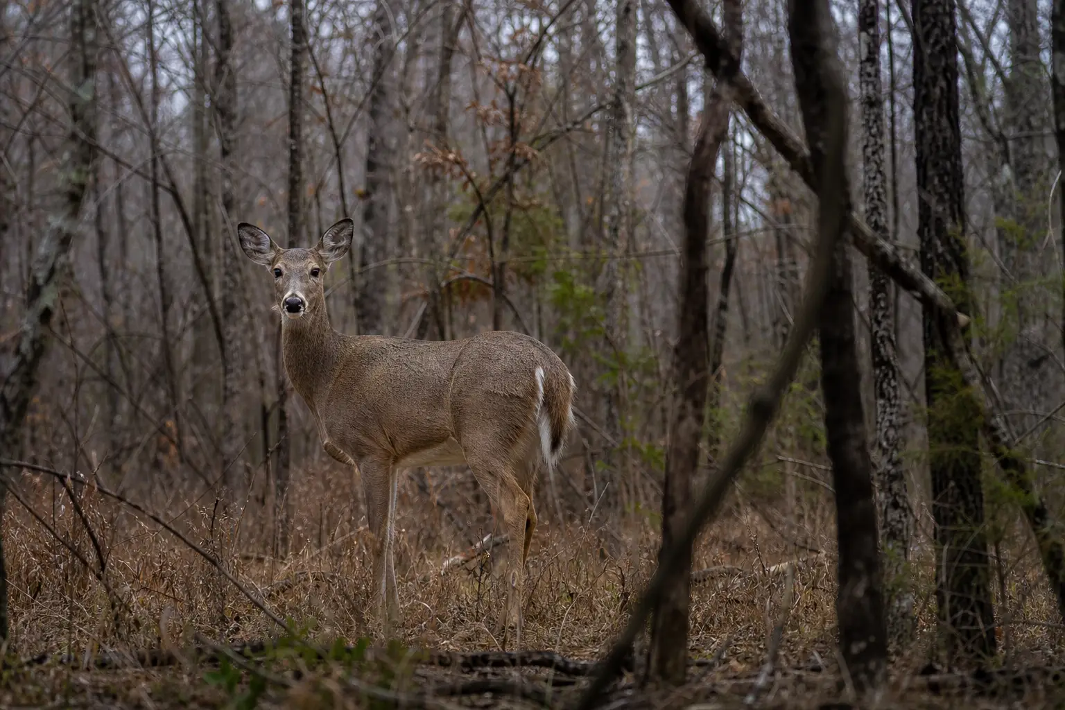 A deer stands in a wooded area among leafless trees and brown undergrowth, facing the camera