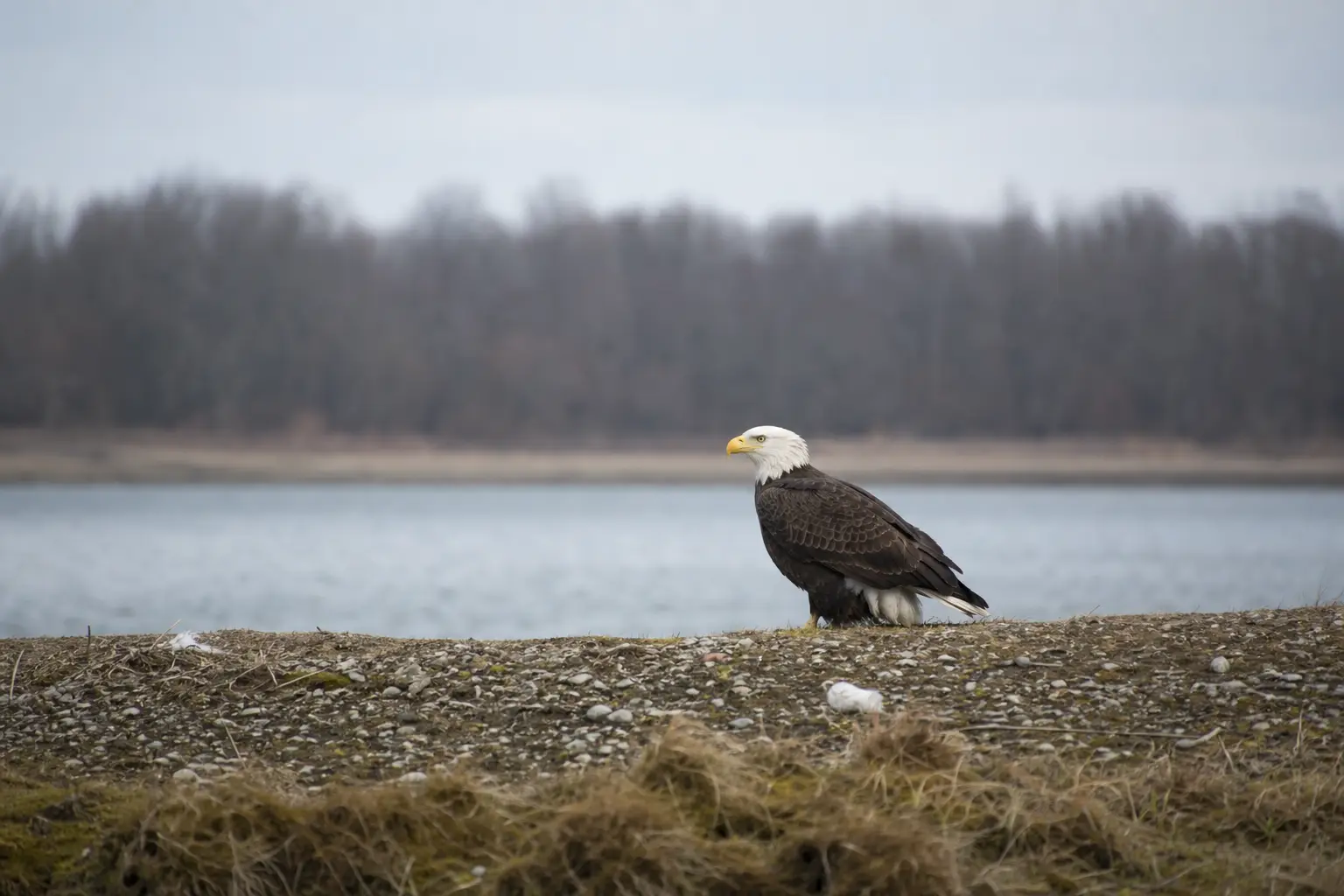 Bald eagle perched on a gravel shoreline with a lake and forested trees in the background, cloudy sky overhead