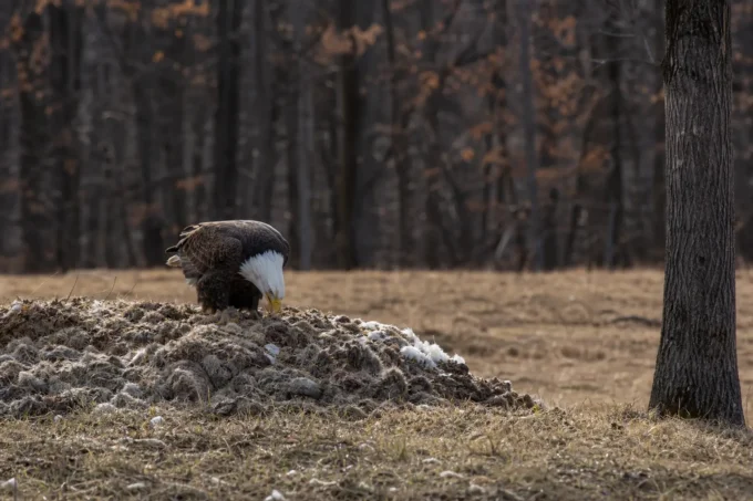 Editorial image for What actually shows up in The Lead I Left in the Gut Pile and the Bald Eagle That Ate It