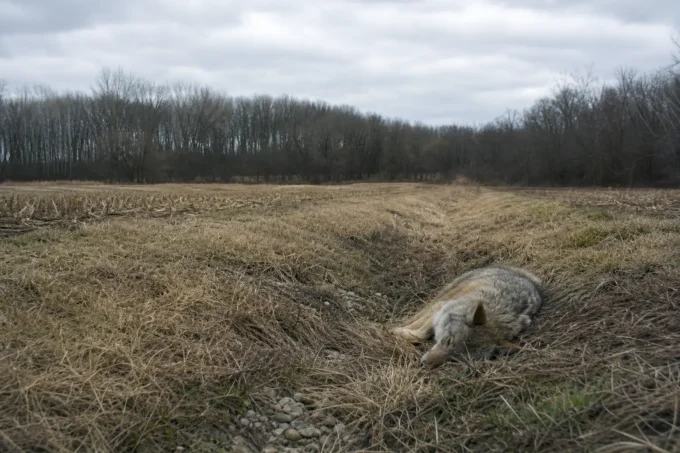 Editorial image for The first animal I killed that I wouldn't eat in The Line a Man Draws When Nobody Is Watching