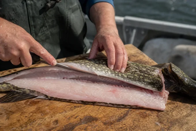 Editorial image for The Fish That Punched Back in The Northern Pike That Gave Me a Mouthful of Y-Bones and a Lesson I Didn’t Want