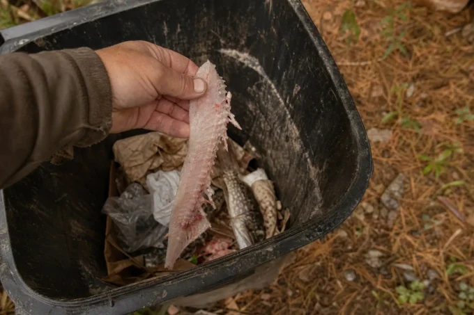 Editorial image for The Fish I Threw Away Came Back in The Northern Pike That Gave Me a Mouthful of Y-Bones and a Lesson I Didn’t Want