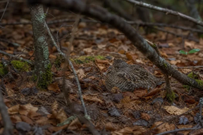 Editorial image for I Stopped and the Birds Started Showing Up in The Year I Stopped Hunting Grouse and Started Walking