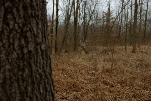A deer stands in a forest clearing between leafless trees, viewed through foreground tree bark