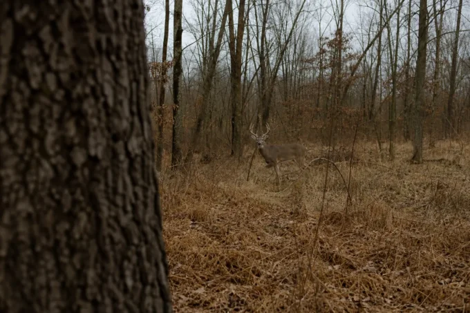 A deer stands in a forest clearing between leafless trees, viewed through foreground tree bark