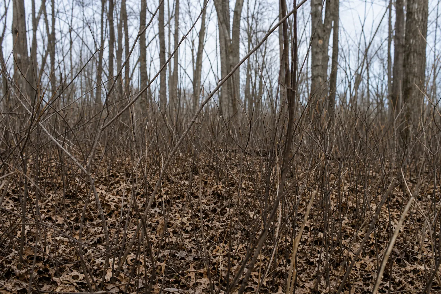 Leafless trees and thin branches fill a forest scene, with brown leaves covering the ground beneath