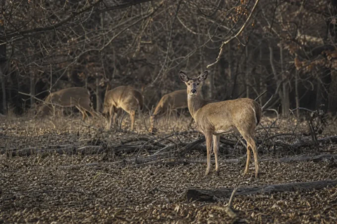 Editorial image for Does Run the Herd, Not Bucks in We Dont Shoot Does: The Buck Only Rule That Starved a Herd for Ten Years
