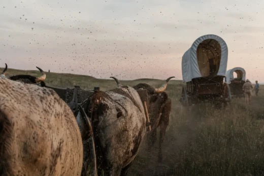 Herd of muddy cattle near wooden fencing as birds fly overhead and dust rises in a dry field