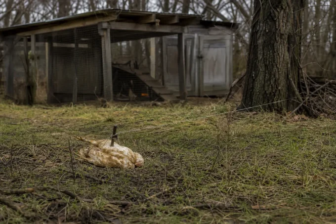 Dead feathered bird lying on grass near a wire, in front of a wooden shed with metal mesh openings