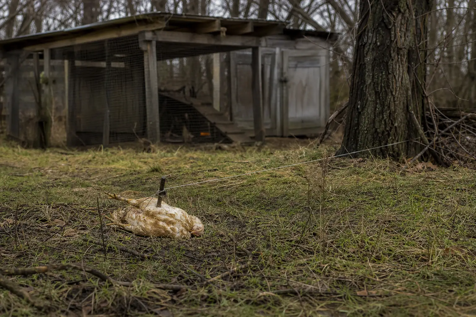 Dead feathered bird lying on grass near a wire, in front of a wooden shed with metal mesh openings
