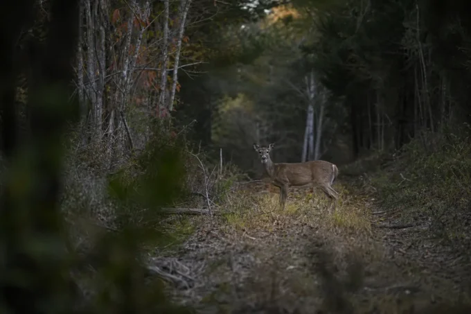 Editorial image for The Doe I Could Not Send It On in I Could Not Send the Arrow This Season, and the Deer Came Back Anyway