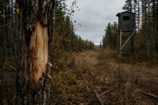Forest clearing with tall tree trunks, fallen leaves on branches, and a small raised wooden structure on posts