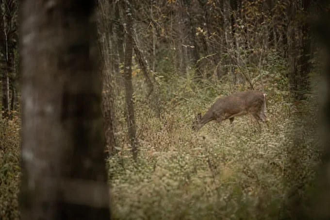 Editorial image for The Season I Just Sat in I Hunted 200 Days and Saw Nothing Because I Wouldn’t Sit Still