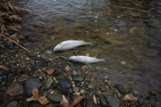 Two speckled fish lie on clear shallow water near a rocky shoreline with scattered leaves and twigs
