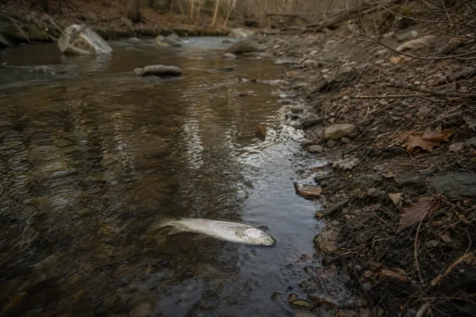 Editorial image for The Fish Barely Moved All Day in I Killed Two Trout I Couldn’t Keep, and Nobody Told Me Catch and Release Was a Skill