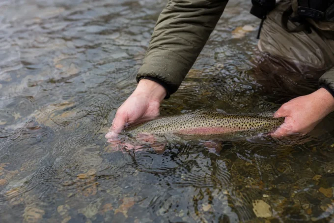 Editorial image for What I Actually Did Wrong (All of It) in I Killed Two Trout I Couldn’t Keep, and Nobody Told Me Catch and Release Was a Skill