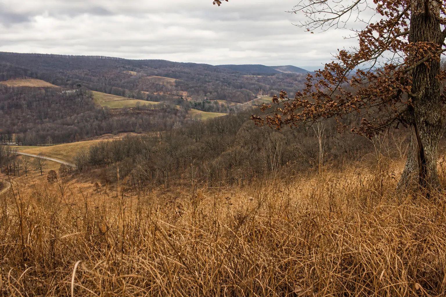 Rolling hills and valleys with leafless trees, golden grasses in the foreground, and a cloudy sky behind distant ridges