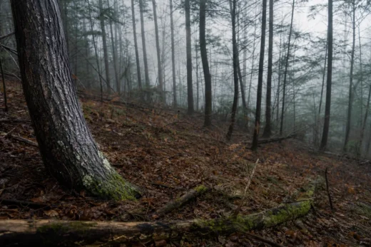 Forest with tall tree trunks, misty background, and a leaf-covered ground with scattered branches and mossy logs