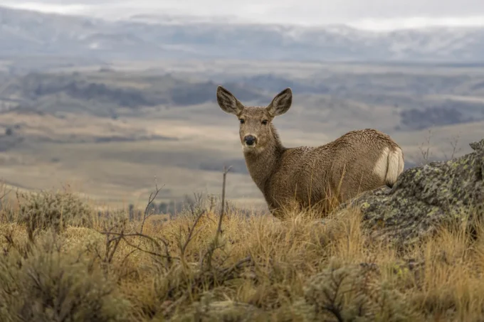 Editorial image for What the Number Actually Means in The Animal That Carries Your Arrow Away