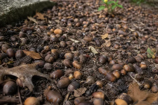 Ground covered with many small brown and gray acorns, nuts, pebbles, dried leaves, and a few stems