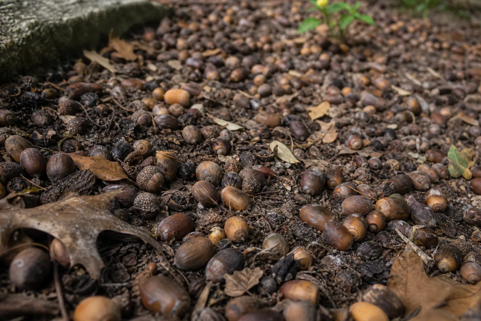 Ground covered with many small brown and gray acorns, nuts, pebbles, dried leaves, and a few stems