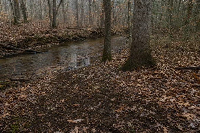 Forest stream flows through a leaf-covered ground, with fallen logs and bare trees lining the banks