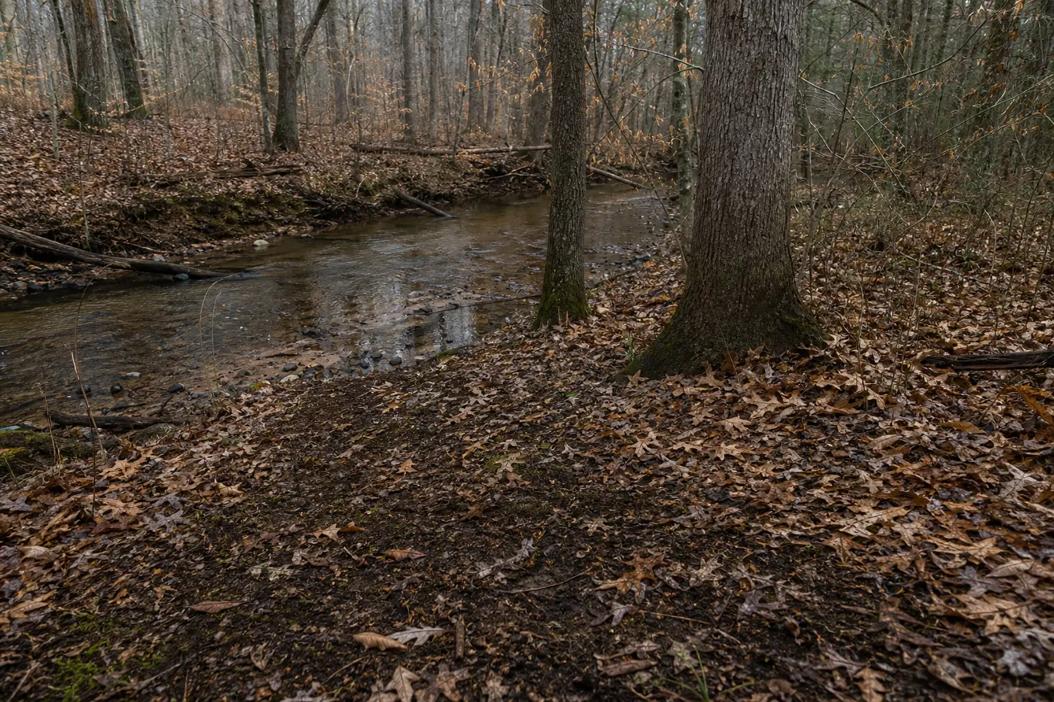 Forest stream flows through a leaf-covered ground, with fallen logs and bare trees lining the banks