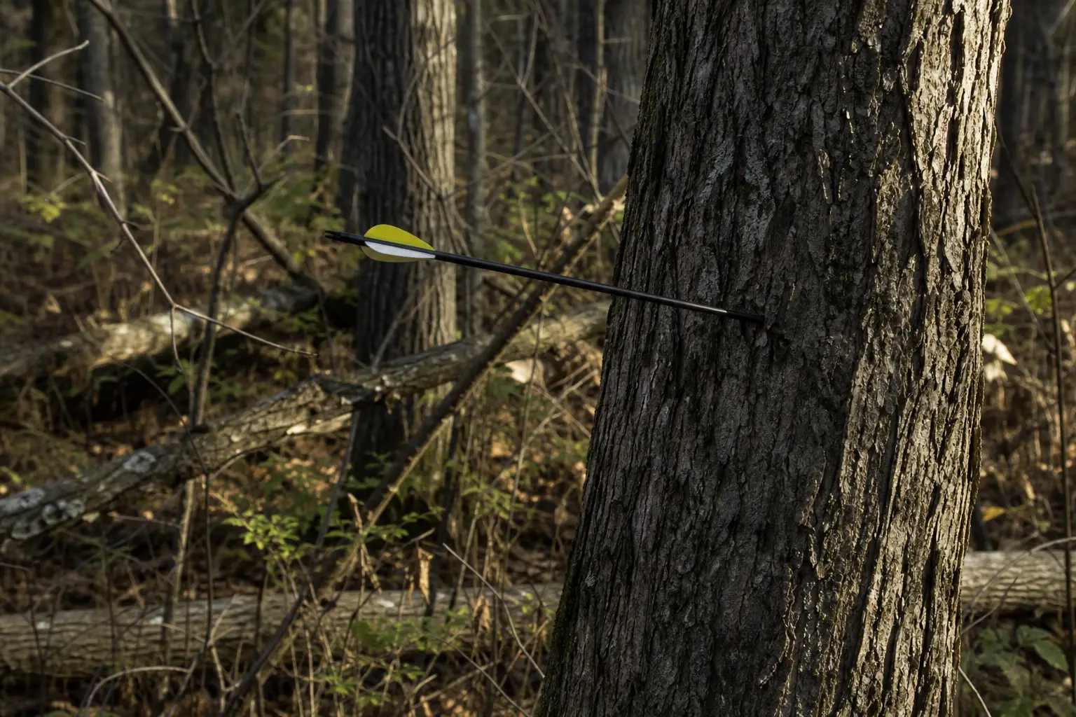 Black and yellow arrow shaft and fletching resting across a tree trunk in a wooded area