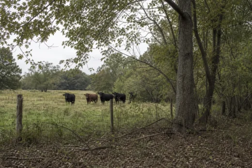 Cows stand behind a wooden fence in a grassy field, with trees and leafy branches overhead