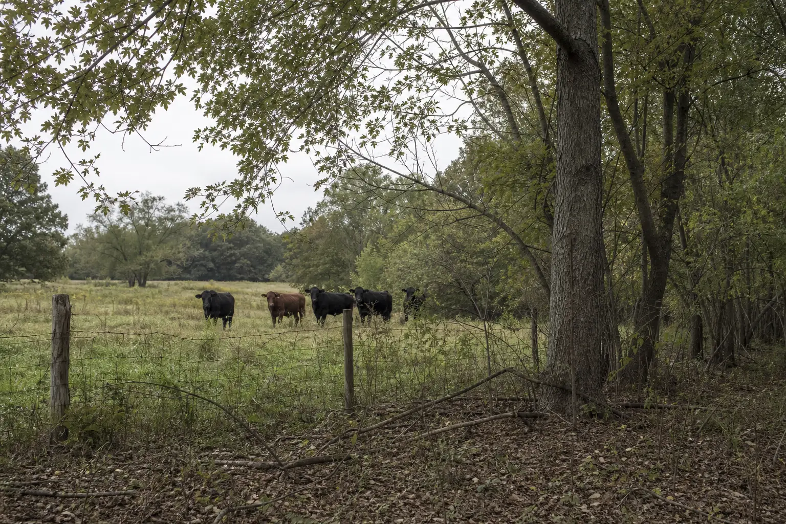 Cows stand behind a wooden fence in a grassy field, with trees and leafy branches overhead