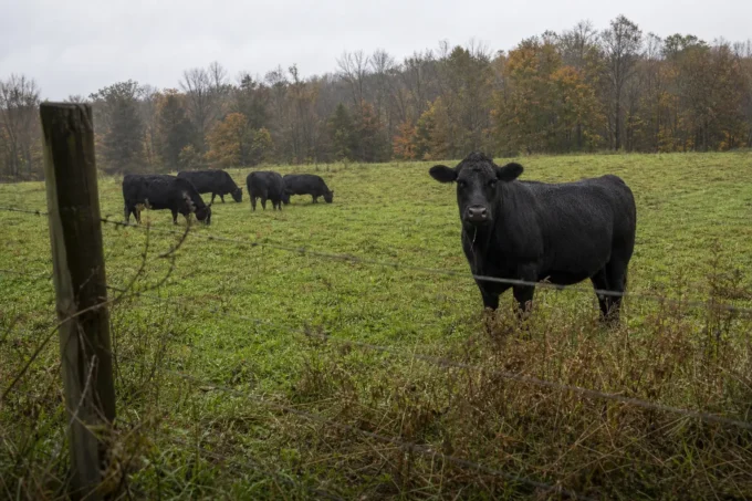 Editorial image for The Text That Did Not Sound Like Hunting in The Bull That Had Forgotten It Was a Cow