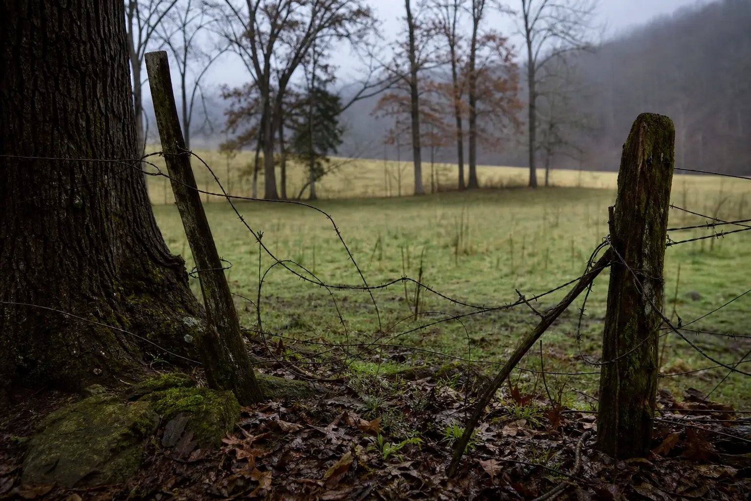 Barbed wire fence stretched between tree posts in a grassy field with bare trees and cloudy sky behind