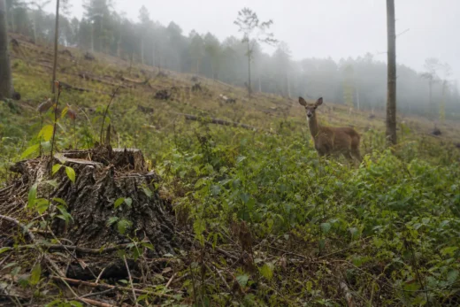 Deer standing in green hillside vegetation near a fallen log stump, with misty trees and power lines in the background