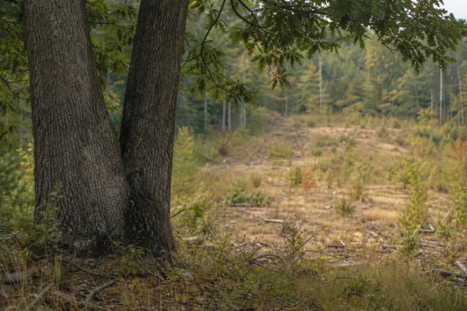 Editorial image for Who Actually Pays for the Habitat in The State Cut My Favorite Timber, and I Was Furious Until I Saw What Grew Back