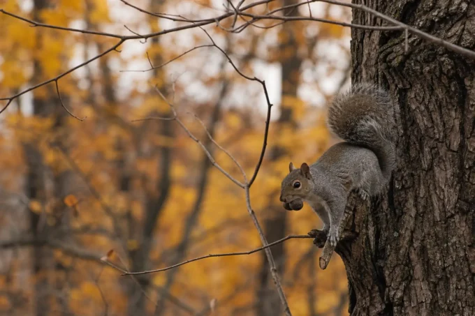 Gray squirrel clings to a tree trunk, holding food in its paws, with bare branches and autumn foliage in background