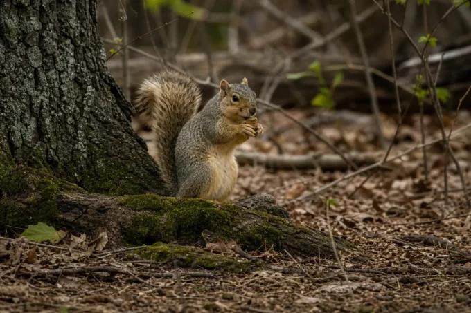 Editorial image for The Squirrel That Would Not Shut Up in The Two-Year Drought Ends Because of a Squirrel