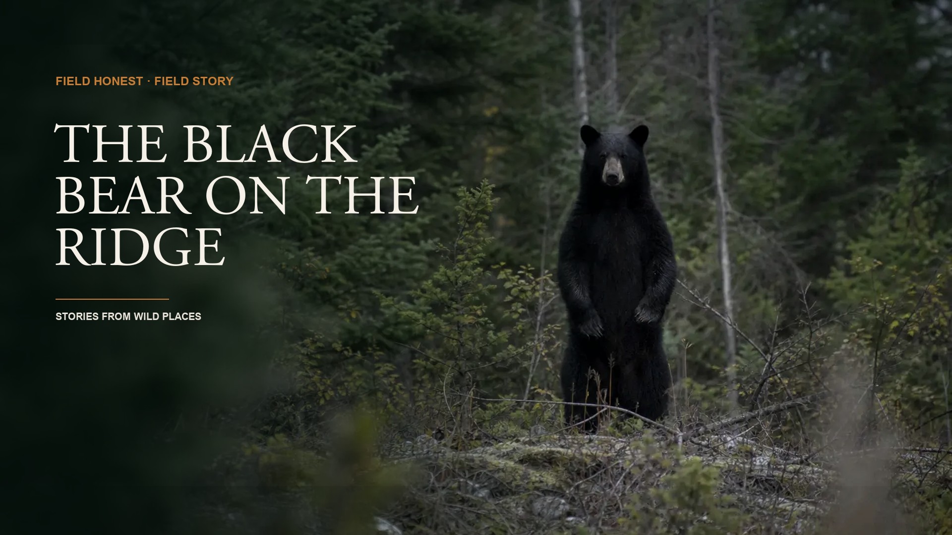The Night a Black Bear Stood Up 50 Yards Away (And I Froze) episode artwork