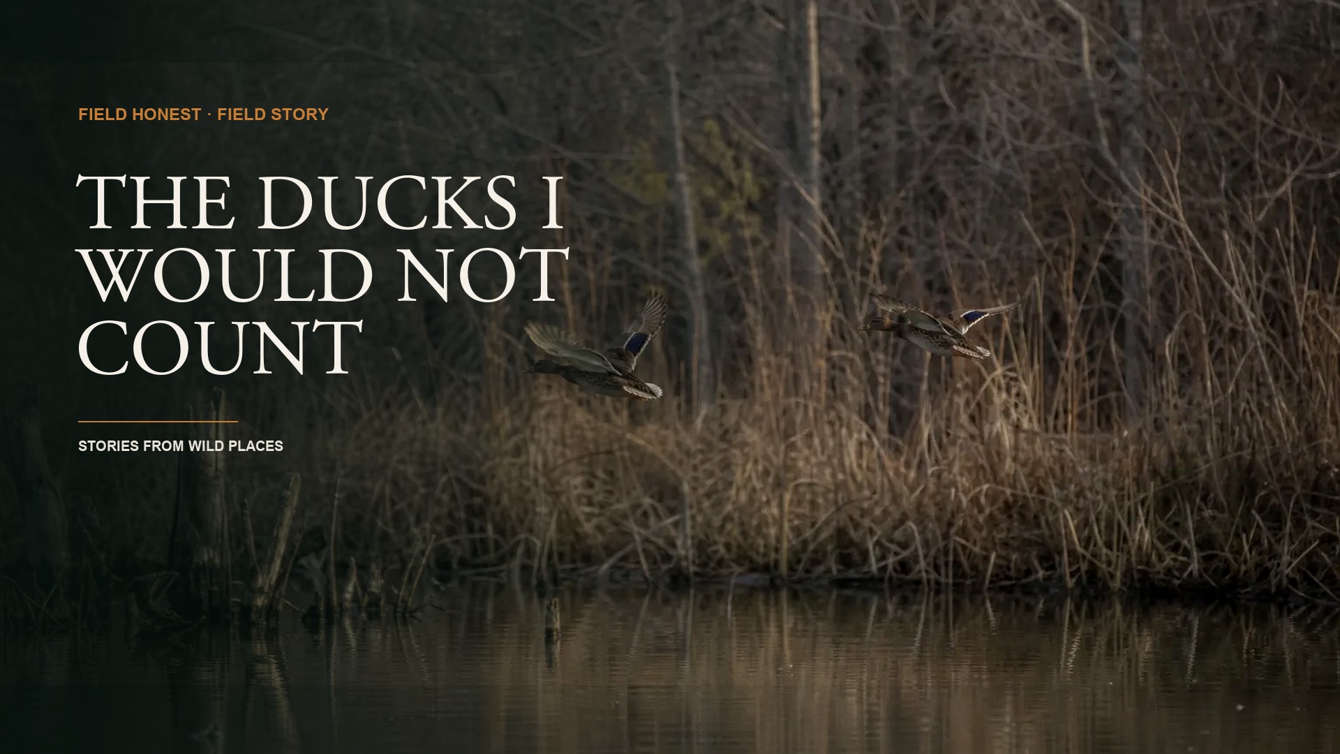 Four Ducks Down, Two Cripples You Refuse to Count, and What Conservation Actually Means